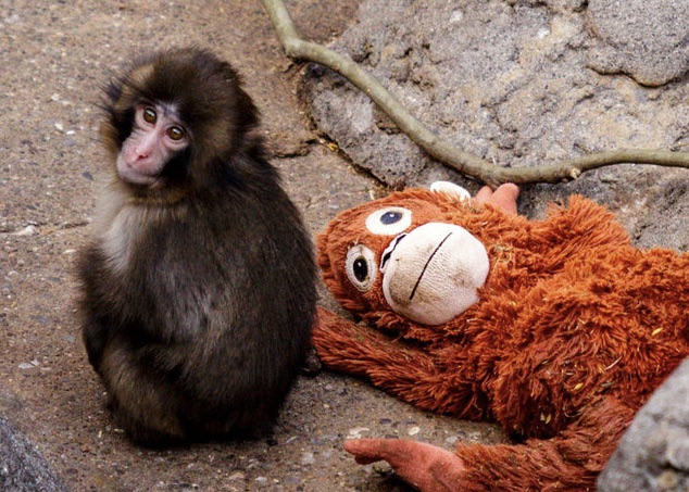 Un abandono, un peluche y un video que conmovió al mundo: la tierna historia del mono Punch