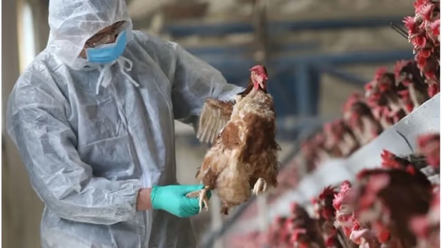 Alerta sanitaria: Argentina frena exportaciones tras detectar influenza aviar