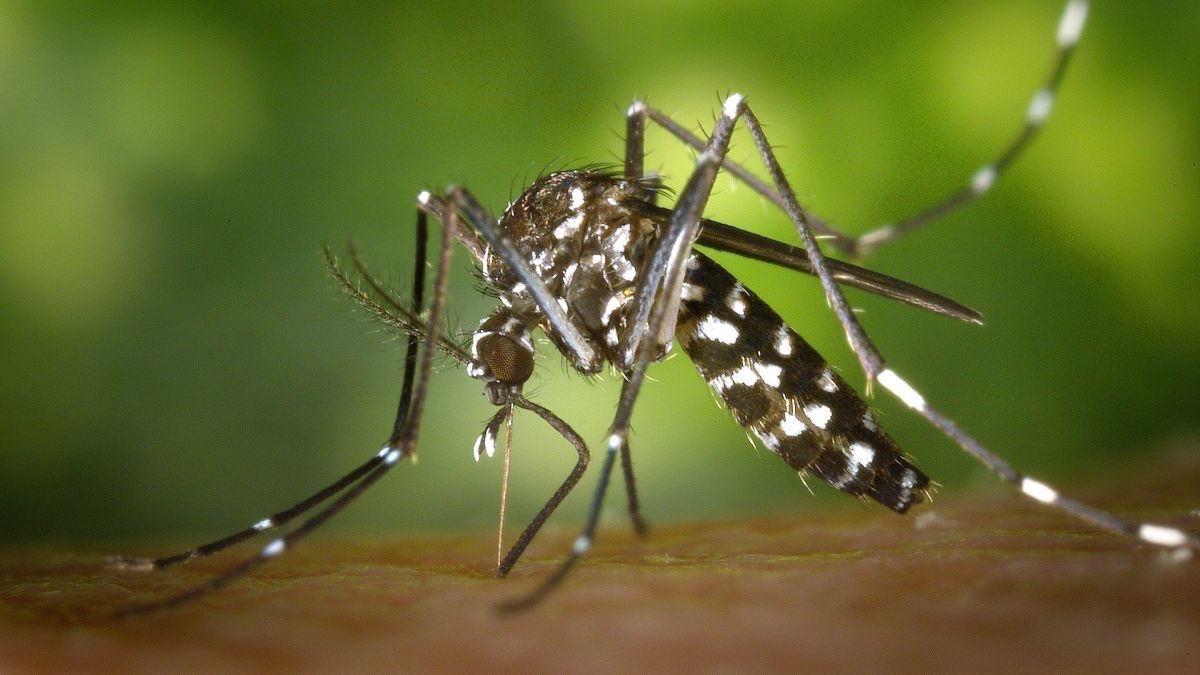 Confirman el primer caso de dengue en Tucumán durante este año